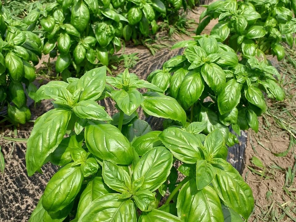 【お中元・夏ギフト】信州の朝霧と寒暖差が育てた　朝採れ旬野菜セット（熨斗対応可）〈農薬・化学肥料不使用〉