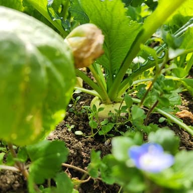 野菜セットの出荷を春ごろまでお休みいたします。