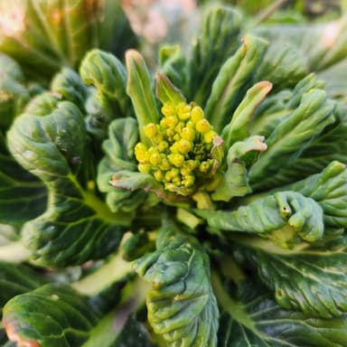 もう少しで春野菜セット開始予定です！