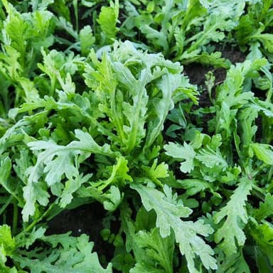 葉物野菜がたっぷりと入った野菜セットを販売中です！