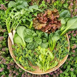野菜セット販売中です