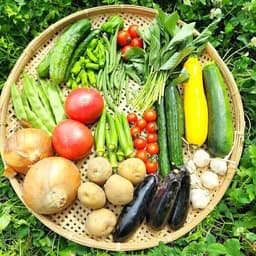 夏野菜セット販売中です♪