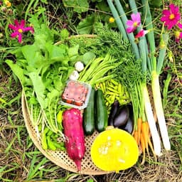 秋野菜セット販売中です！
