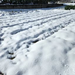 野菜セット新規受付停止のお知らせ