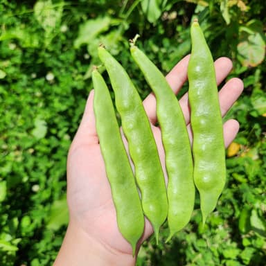 🌿初夏の旬野菜セットにリニューアルしました🌿
