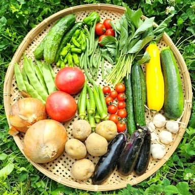 🍅 夏野菜が続々登場！