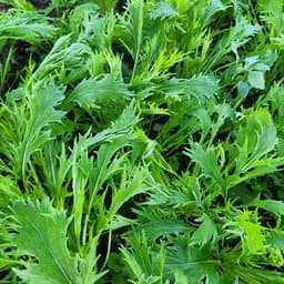 お鍋にピッタリ！旬の葉物野菜たっぷり🥬秋冬野菜セット