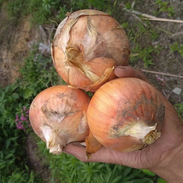 1kg