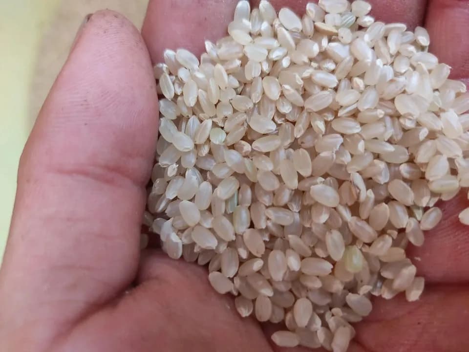 農薬・化学肥料不使用＜はざかけ天日米コシヒカリ＞アルプスの雪解け水や自然が育む深い旨味と甘味でおにぎりやお弁当に◎