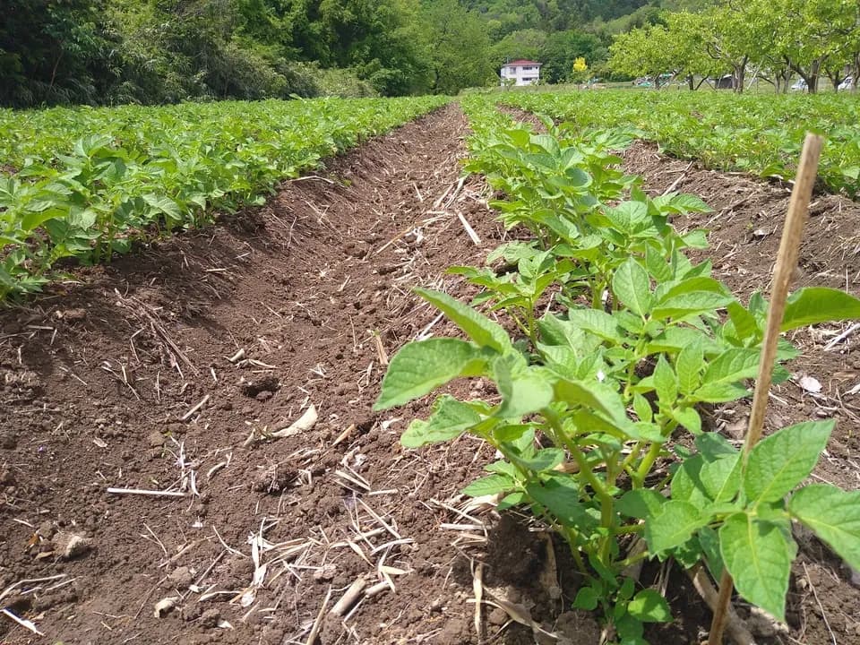長野の自然と米糠が育てた甘味たっぷり＜ふたばたけのジャガイモ＞農薬化学肥料不使用の緑肥栽培で9月から半年かけた土づくり