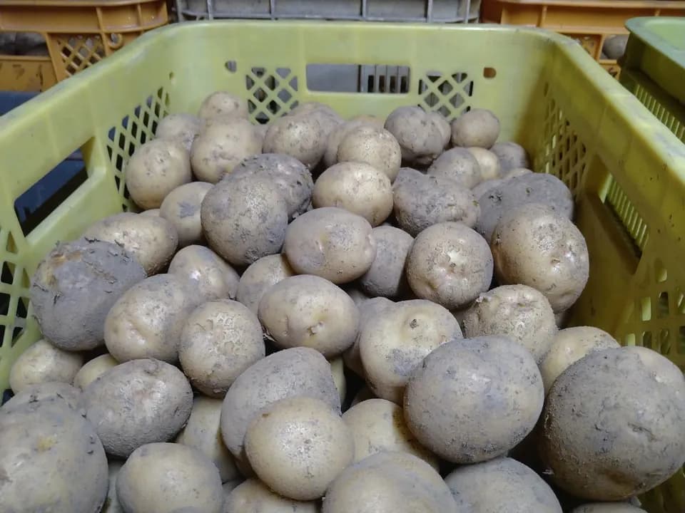 長野の自然と米糠が育てた甘味たっぷり＜ふたばたけのジャガイモ＞農薬化学肥料不使用の緑肥栽培で9月から半年かけた土づくり