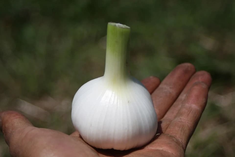 緑肥や米糠で土から育てたおいしいにんにく　