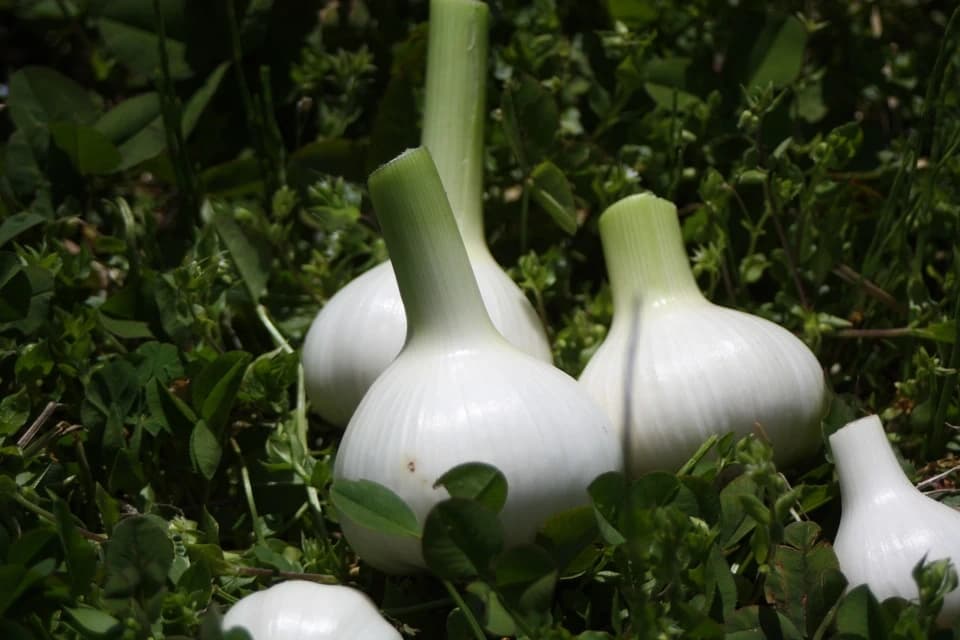 ふたばたけの根菜セット！
