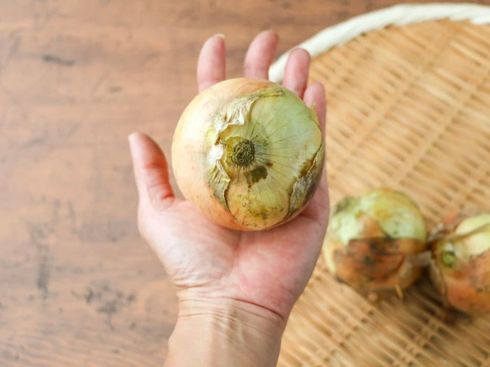 加熱でとろける甘さ＜ふたばたけの玉ねぎ＞農薬・化学肥料不使用