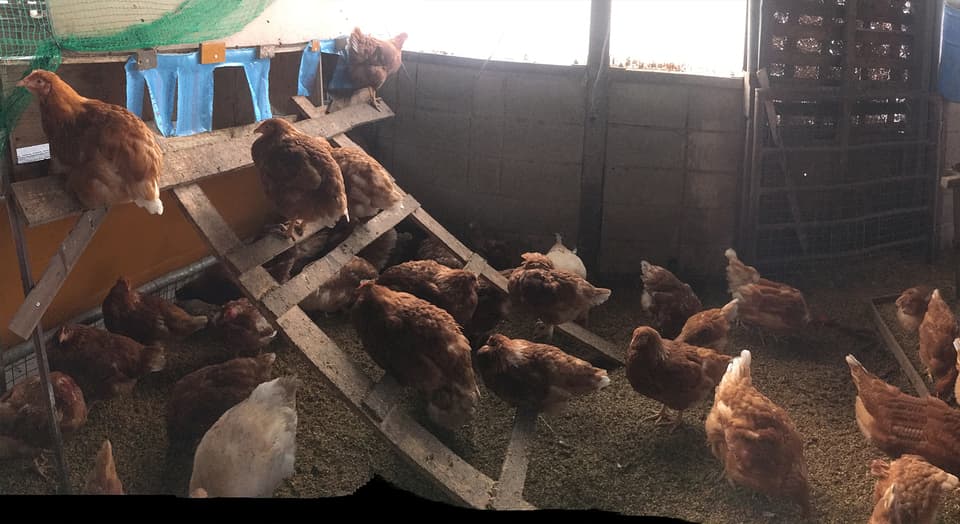 平飼いたまご（有精卵）