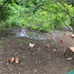 平飼いたまごの発送がクール便になります