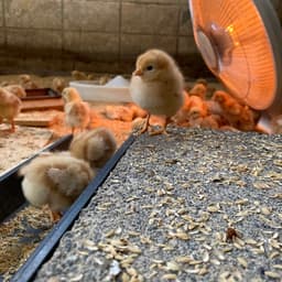 卵の配送方法をクール便に変更します