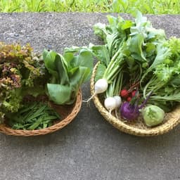 野菜セット発送開始しました