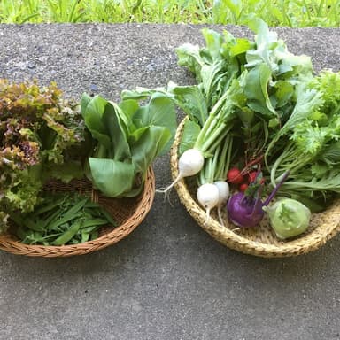 野菜セット発送開始しました