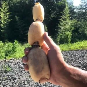 【自然栽培】甘くてシャキシャキ！ご馳走畑のご馳走れんこん　珍しい静岡県産（ご家庭用・1kg）
