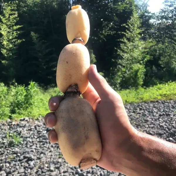 【自然栽培】甘くてシャキシャキ！ご馳走畑のご馳走れんこん　珍しい静岡県産（ご家庭用・1kg）
