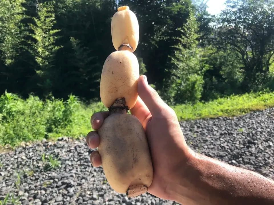 【自然栽培】甘くてシャキシャキ！ご馳走畑のご馳走れんこん　珍しい静岡県産（ご家庭用・1kg）