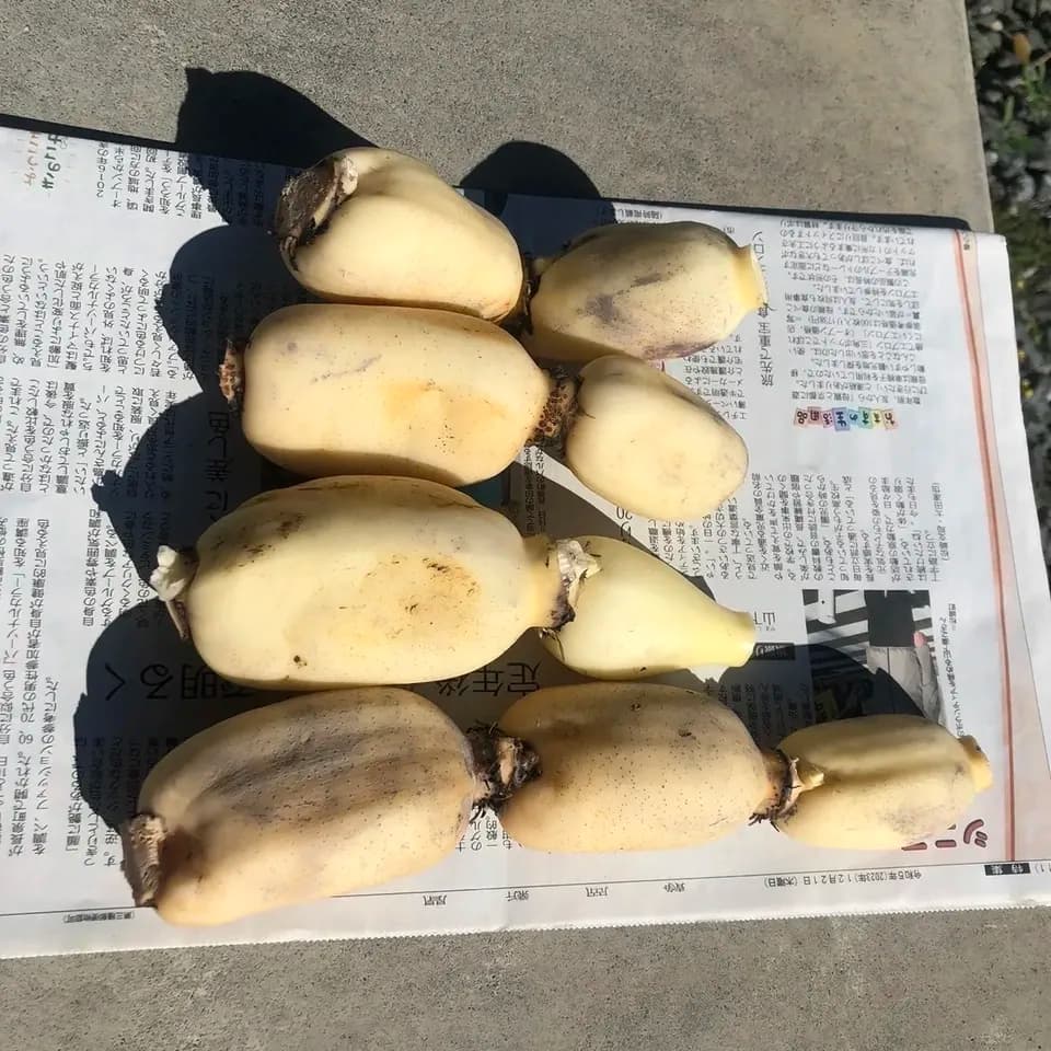 【自然栽培】甘くてシャキシャキ！ご馳走畑のご馳走れんこん　珍しい静岡県産（ご家庭用・1kg）