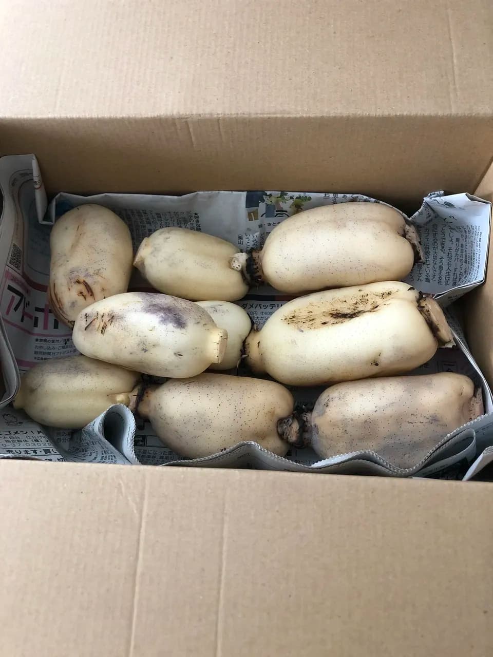 【自然栽培】甘くてシャキシャキ！ご馳走畑のご馳走れんこん　珍しい静岡県産（ご家庭用・1kg）