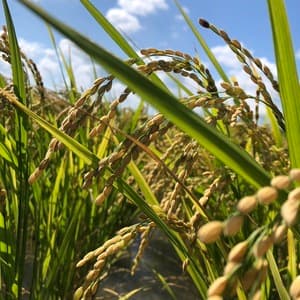 【令和7年産】自然栽培「ササシグレ」 はざかけ天日干し  玄米　（静岡県産）