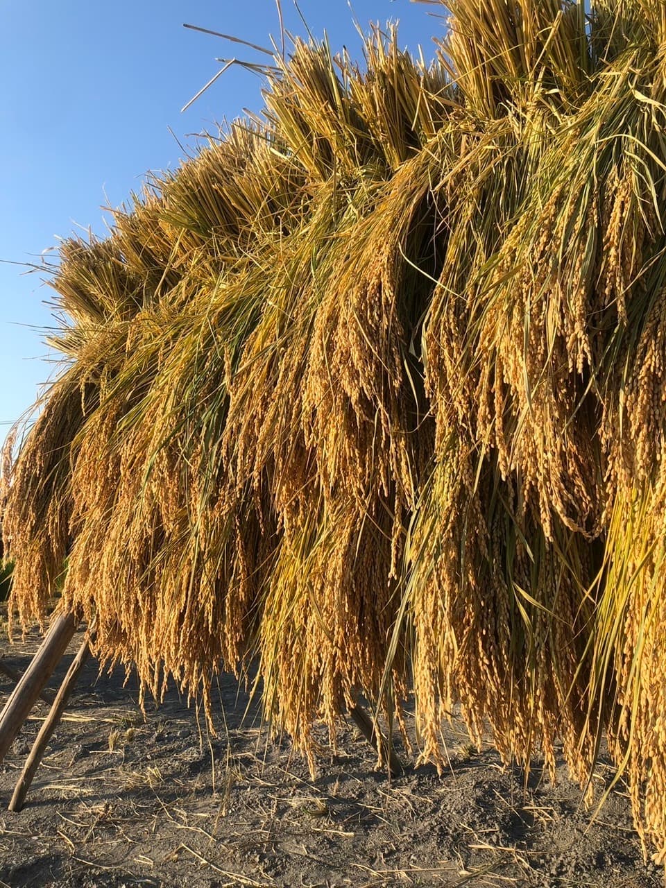【令和7年産】自然栽培「ササシグレ」 はざかけ天日干し  玄米　（静岡県産）
