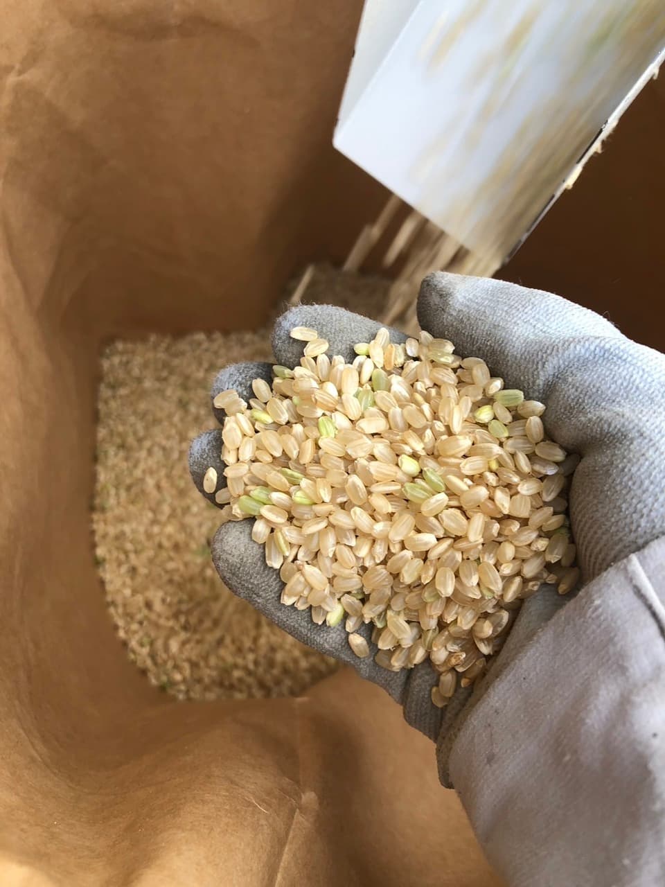 令和7年産】自然栽培「ササシグレ」 はざかけ天日干し 玄米 （静岡県産