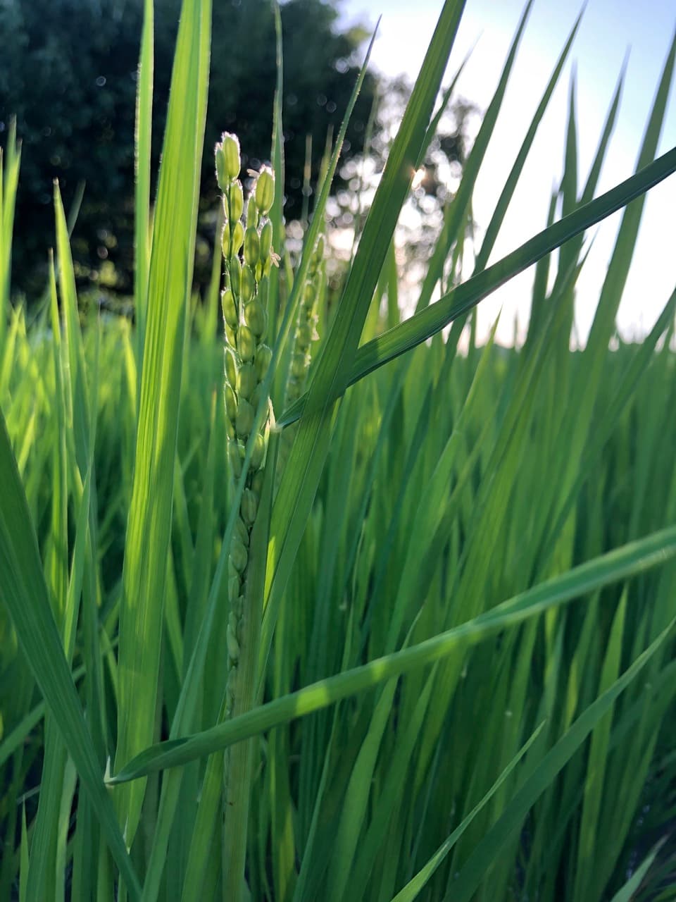 令和7年産】自然栽培「ササシグレ」 はざかけ天日干し 玄米 （静岡県産