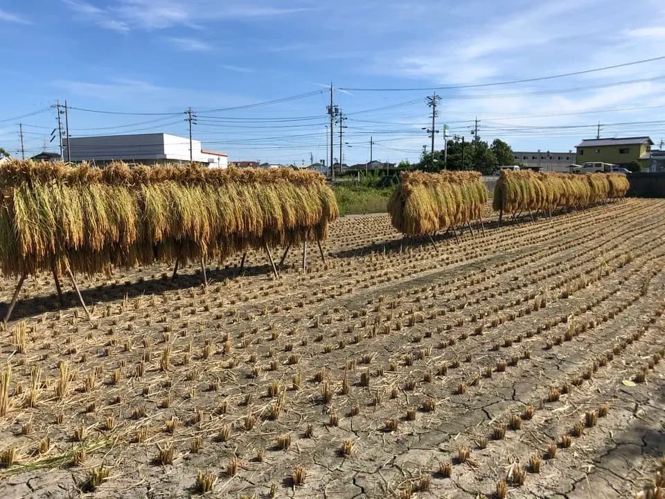 【令和7年産】もち米/自然栽培「新大正糯」 はざかけ天日干し 玄米/白米　（静岡県産）