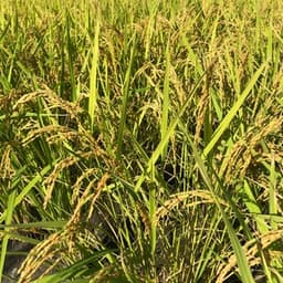 玄米1kg