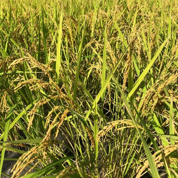 玄米1kg