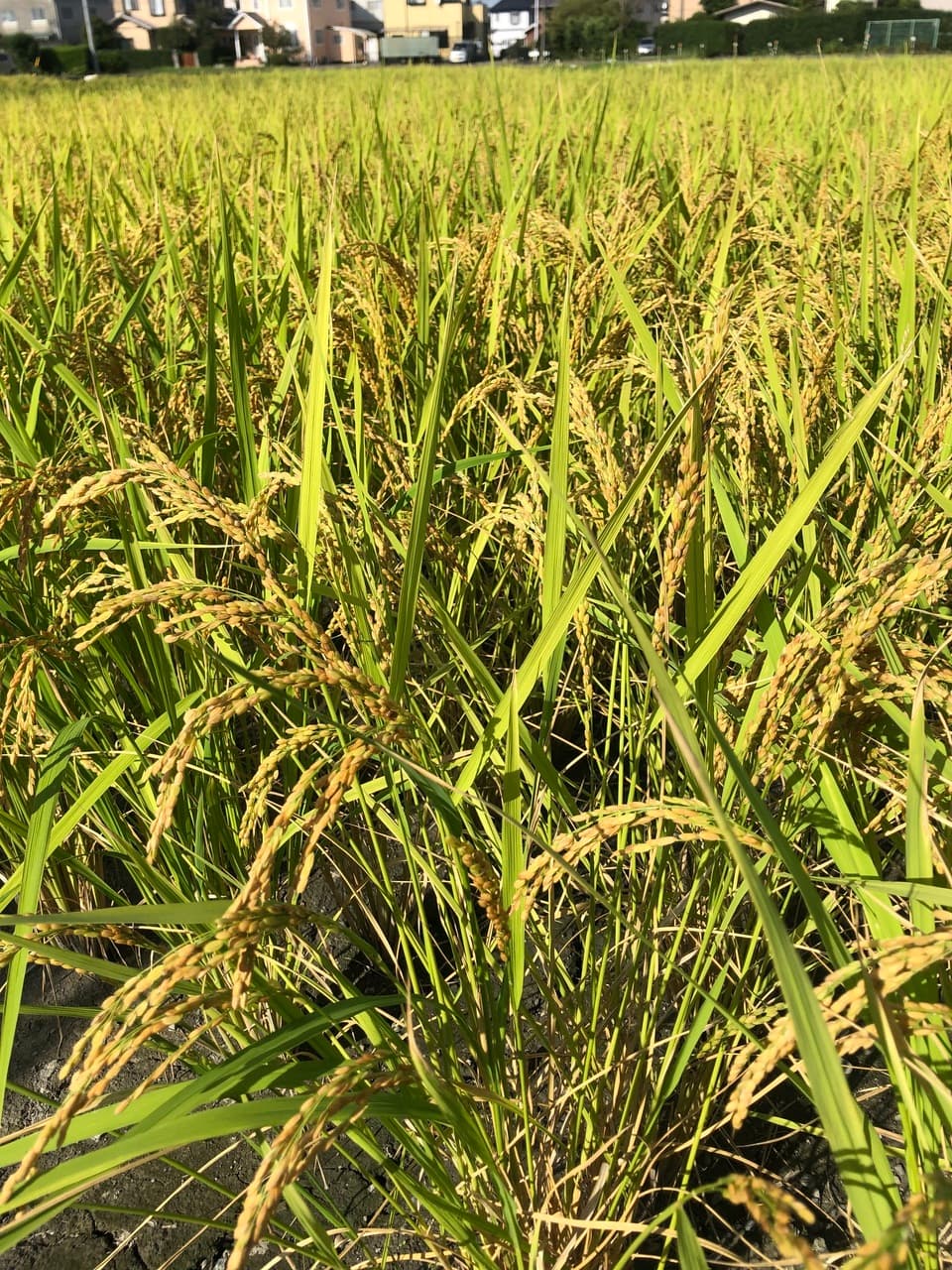 -いつものご飯に、ちょっと冒険を-　【令和7年産】 自然栽培「プリンセスサリー」 はざかけ天日干し 玄米/白米　（静岡県産）
