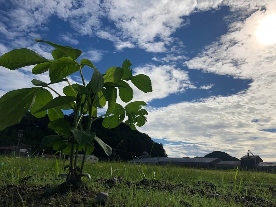 【令和7年産】自然栽培「丹波種黒大豆」（静岡県産）