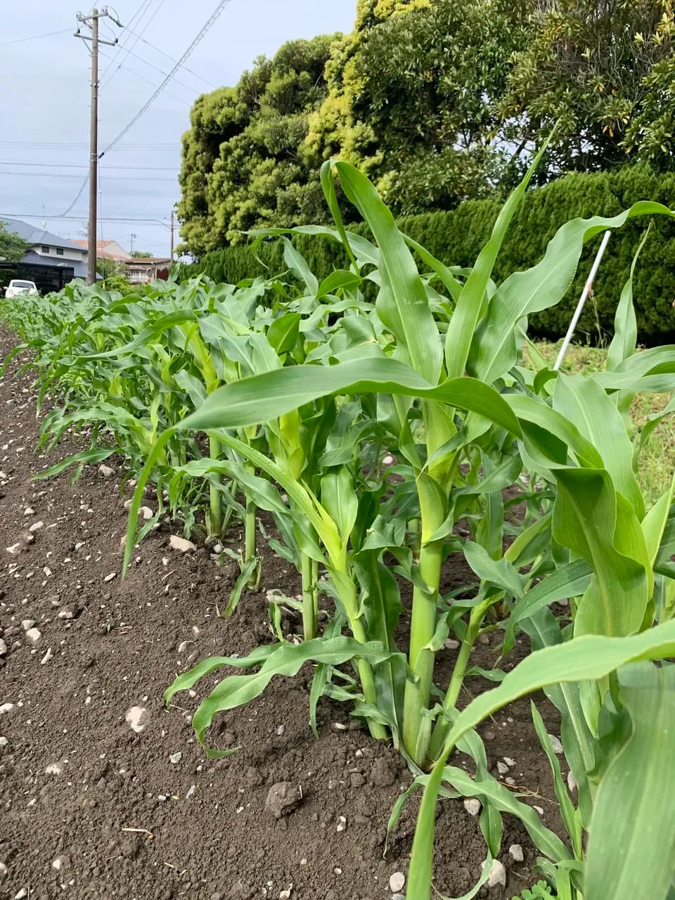 【ご予約受付中】新鮮！採れたその日に即発送！甘くてジューシー皮付きヤングコーン（農薬・化学肥料不使用）