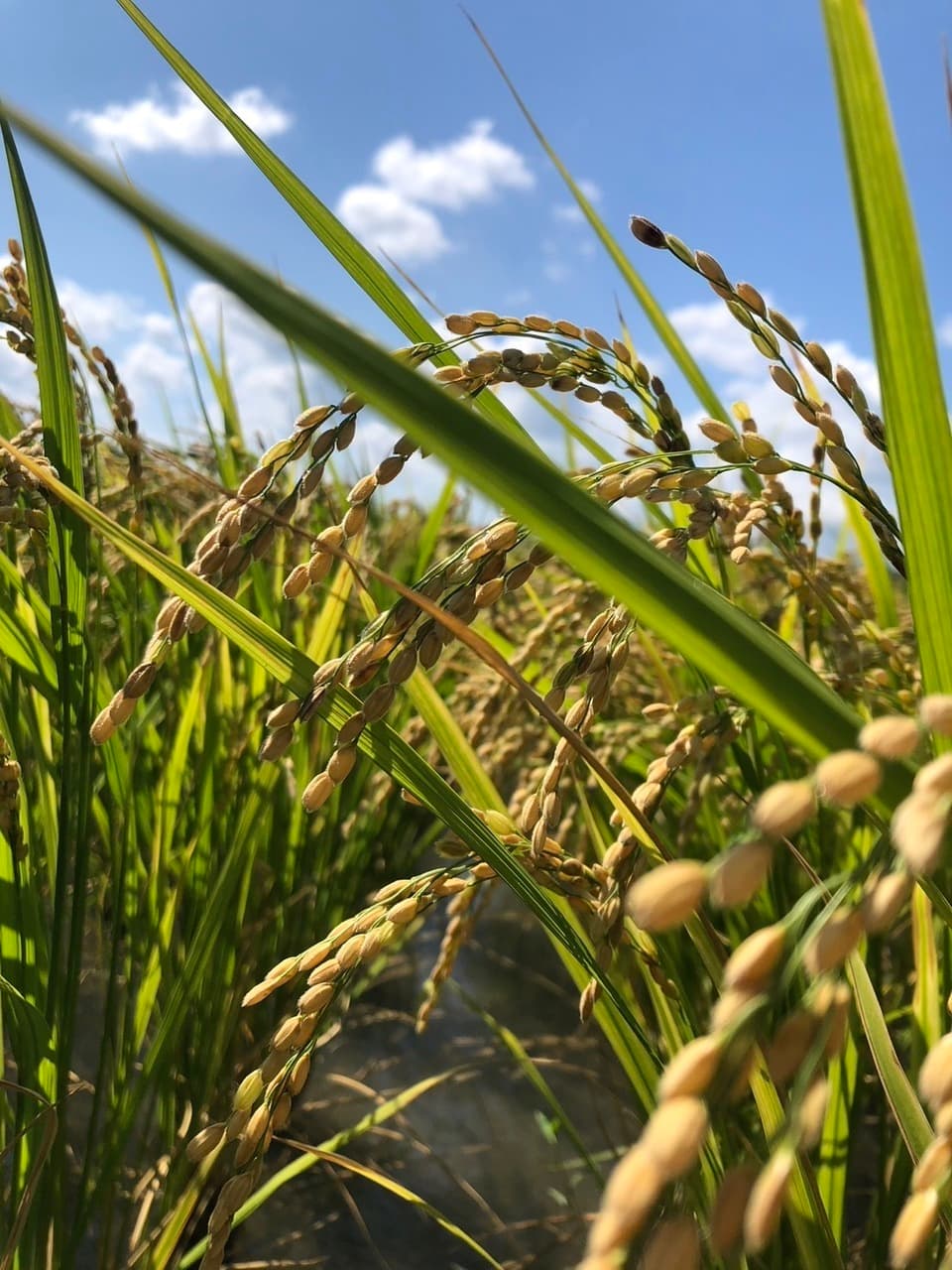 令和7年産】自然栽培「ササシグレ」 はざかけ天日干し 玄米 （静岡県産