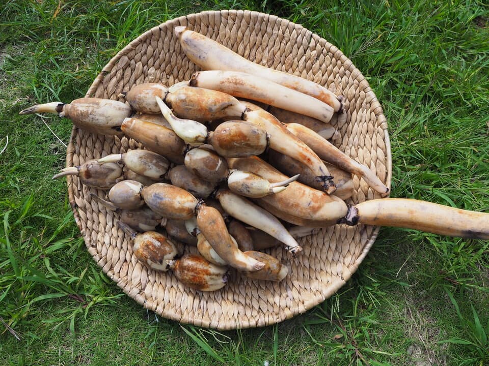 無農薬、無肥料の大地レンコン