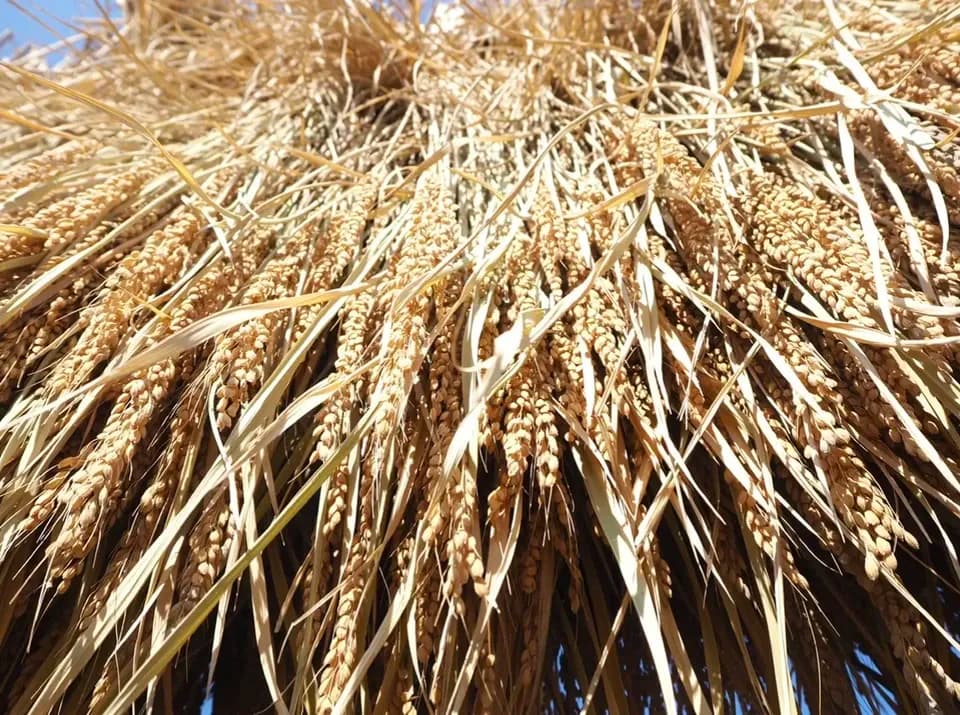 無農薬、無肥料で作る日本最高級玄米「薬寿米」