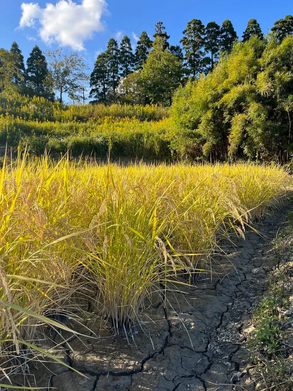 無農薬、無肥料で作る日本最高級玄米「薬寿米」