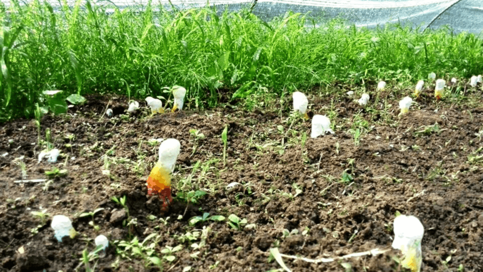 ＜霊芝原型＞大分県産無農薬原木栽培　マンネン茸