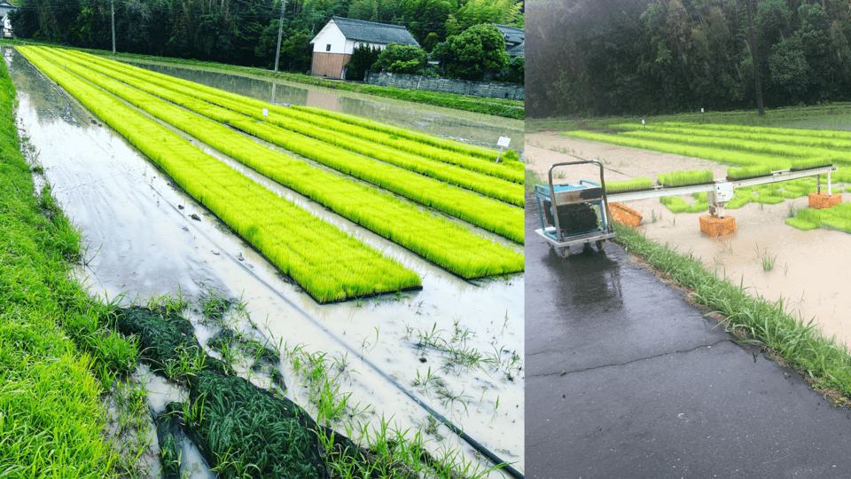 栄養満点＜玄米麹（生麹）＞大分県宇佐市産の自然栽培のお米で手作り製法