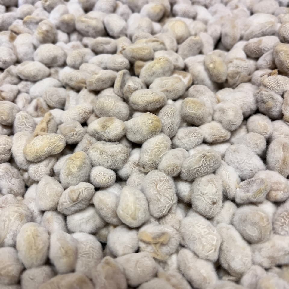 【自然栽培大豆使用】大地の実り 豆麹（まめこうじ） 500g