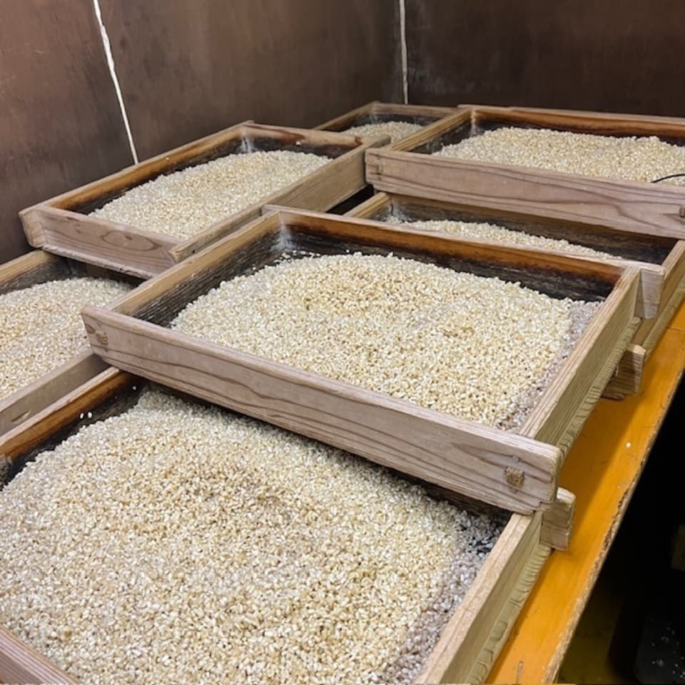 限定生産＜発芽玄米麹（生麹）＞大分県宇佐市産の自然栽培の玄米で手作り製法