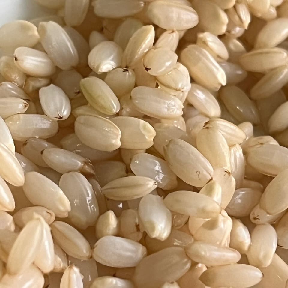 限定生産＜発芽玄米麹（生麹）＞大分県宇佐市産の自然栽培の玄米で手作り製法