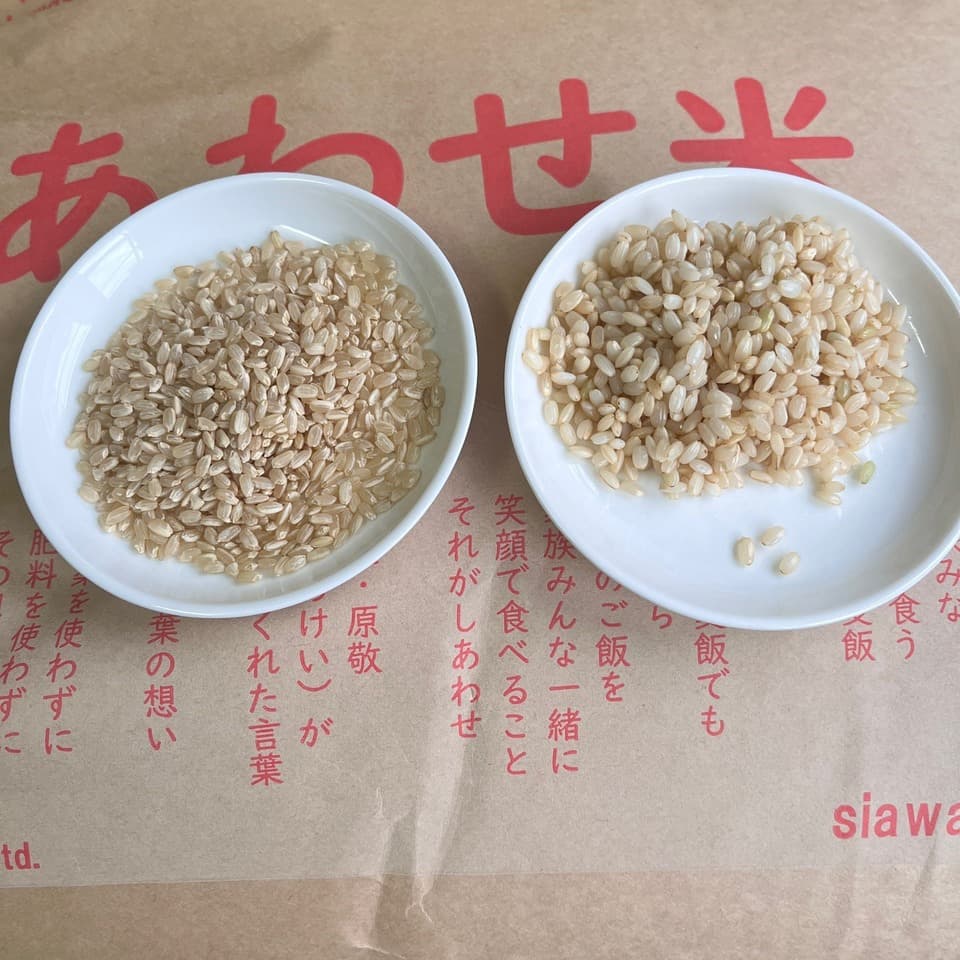 限定生産＜発芽玄米麹（生麹）＞大分県宇佐市産の自然栽培の玄米で手作り製法