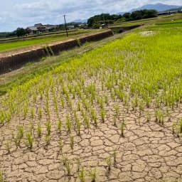 中干しからの、入水。そして出穂。