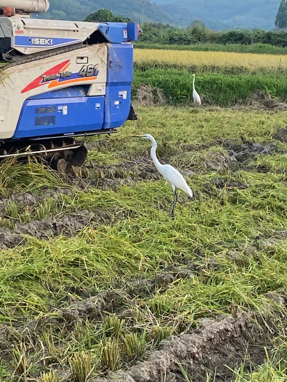 熊本県産自然栽培もち米のみ＜白餅＞モチモチほんのりした甘味